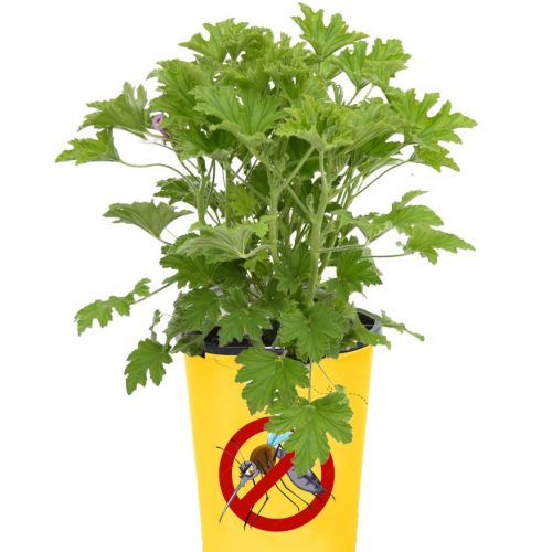 Citronella