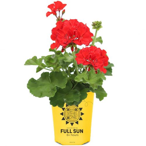 Zonal Geranium