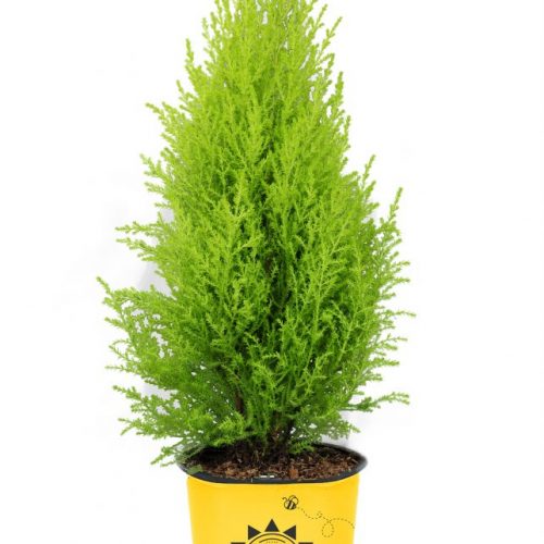 Lemon Cypress