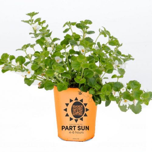 Bacopa