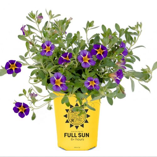 Calibrachoa