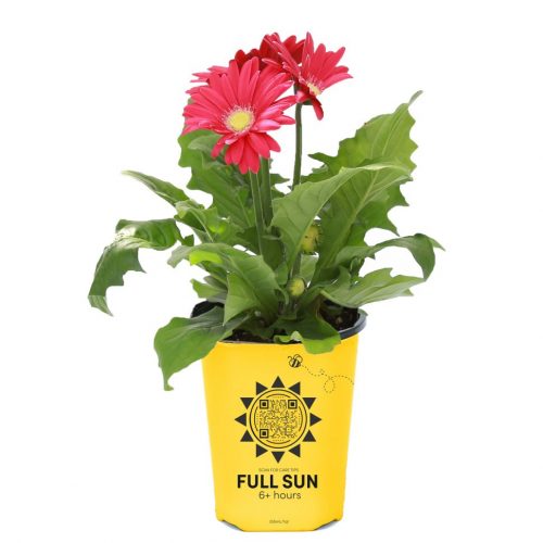 Gerbera
