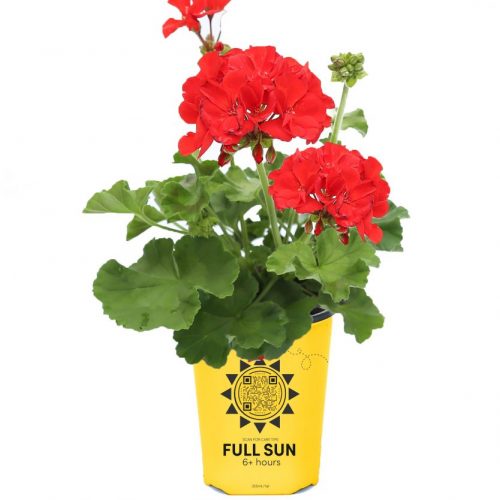 Geranium
