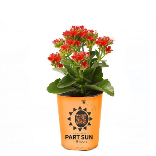 Kalanchoes