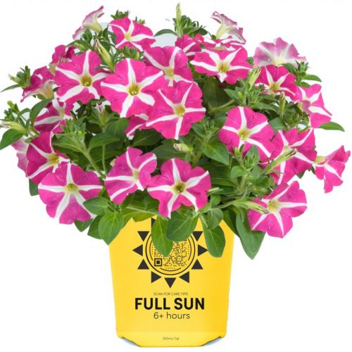 Novelty Petunia