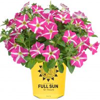 Novelty Petunia