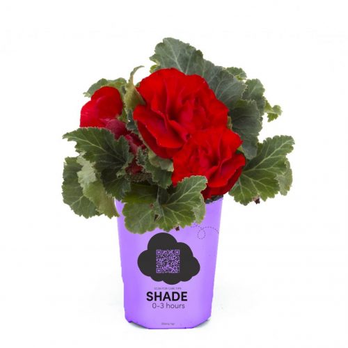 NonStop Begonia