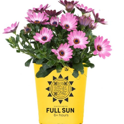 Osteospermum