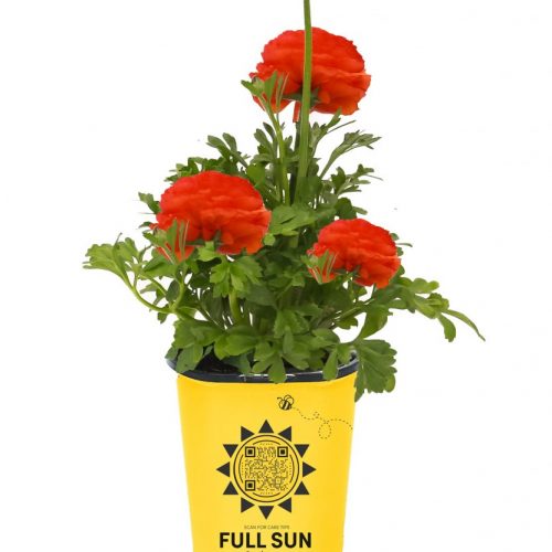 Ranunculus