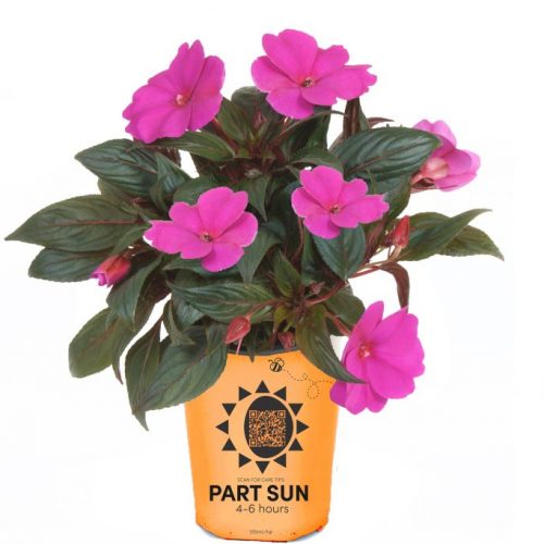 SunPatiens