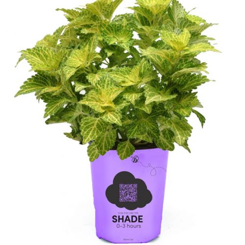 Coleus