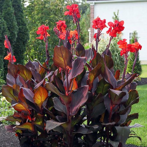 Canna Lily