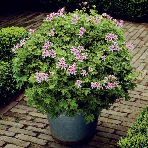 Citronella