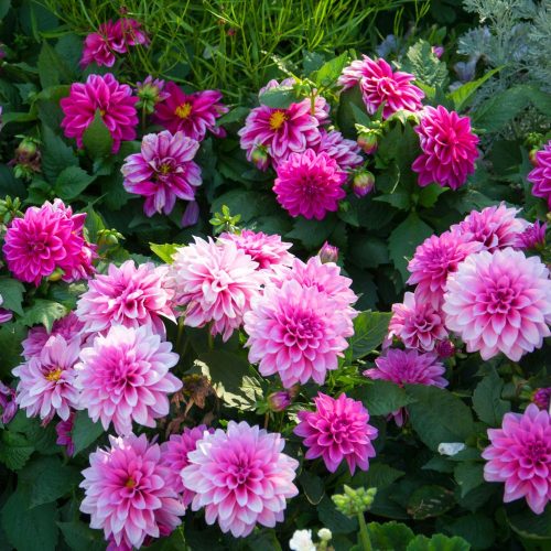 Dahlia