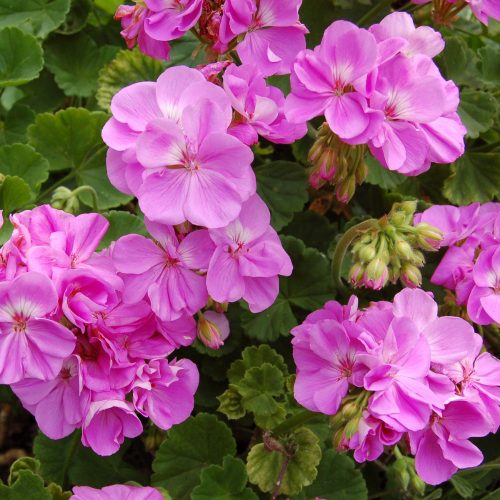 Zonal Geranium