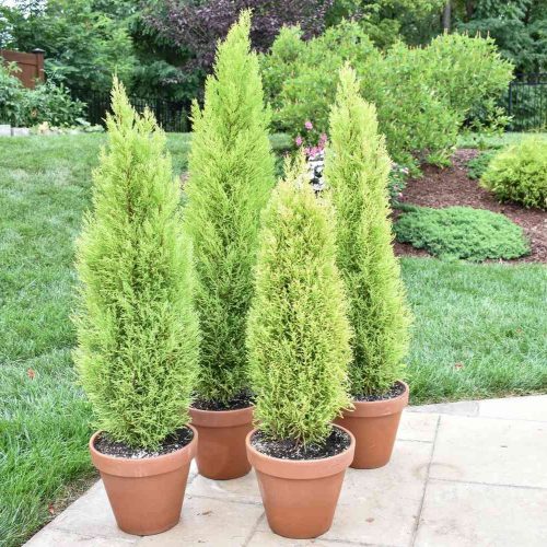 Lemon Cypress
