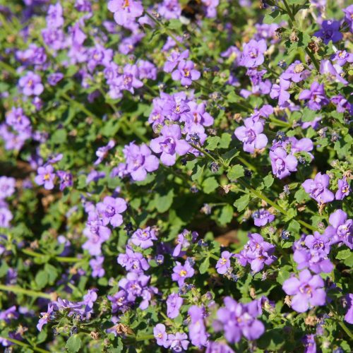 Bacopa