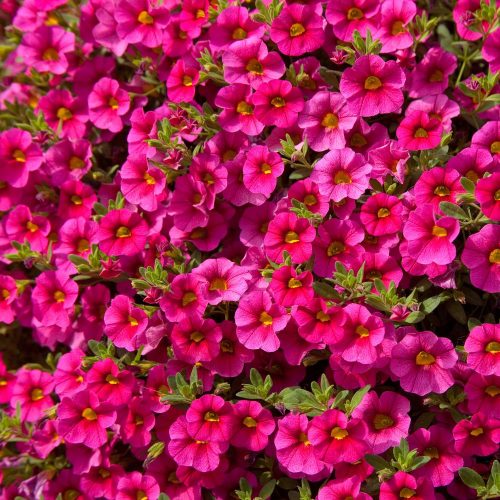 Calibrachoa