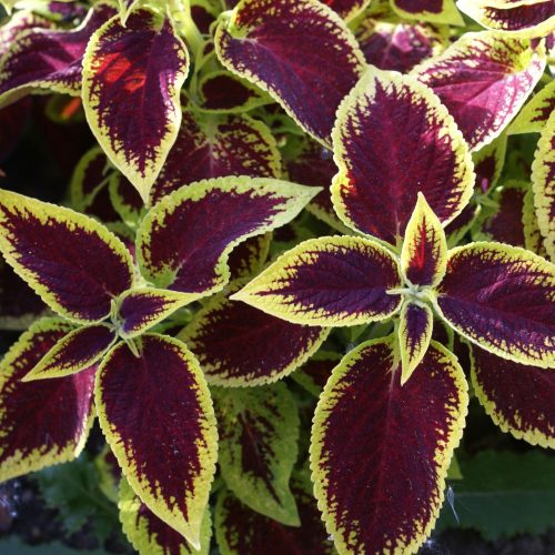 Coleus