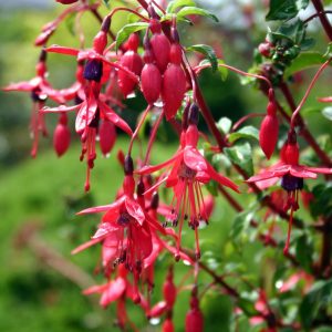 Fuchsia