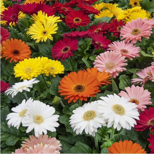 Gerbera