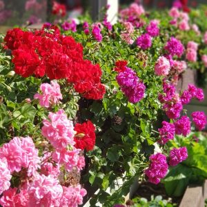 Geranium
