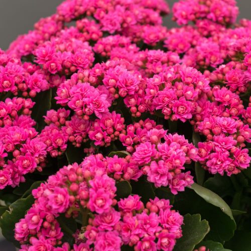 Kalanchoes