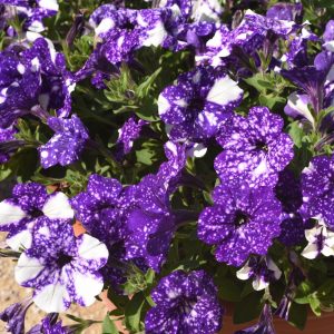 Novelty Petunia