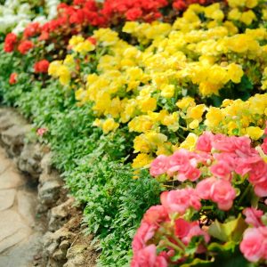 NonStop Begonia