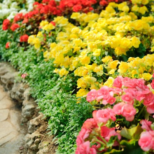 NonStop Begonia