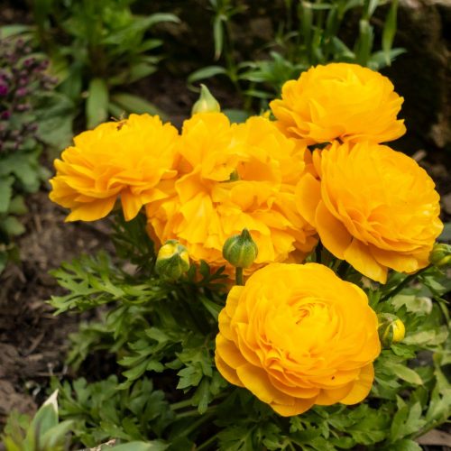 Ranunculus