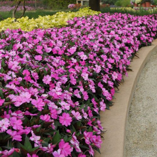 SunPatiens