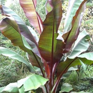 Banana Plant