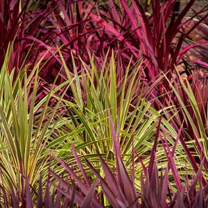 Cordyline