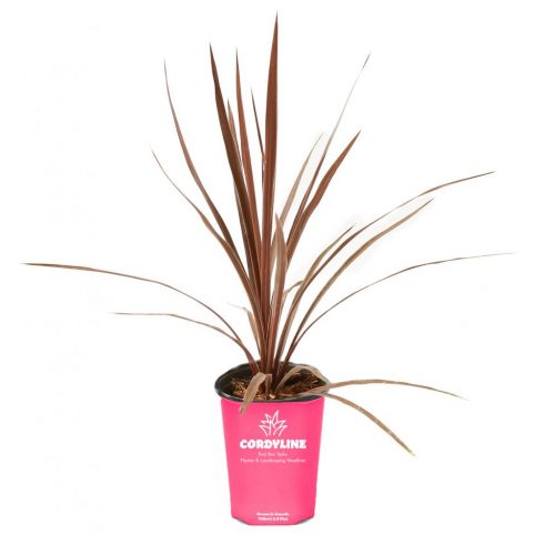 Cordyline
