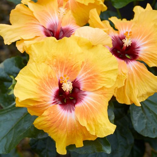 Hibiscus