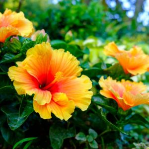 Hibiscus