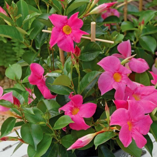 Mandevilla / Dipladenia