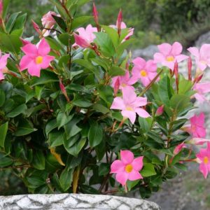 Mandevilla / Dipladenia