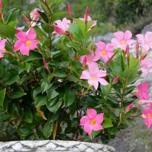 Mandevilla / Dipladenia
