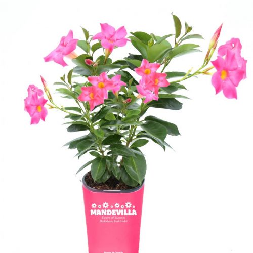 Mandevilla / Dipladenia