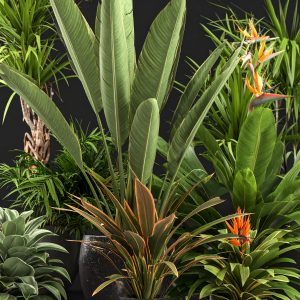 Tropical Thriller